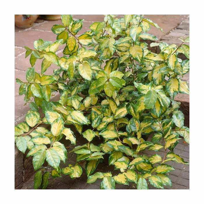 20-25cm Elaeagnus ebbengei 'Coastal Gold' | 17cm Pot