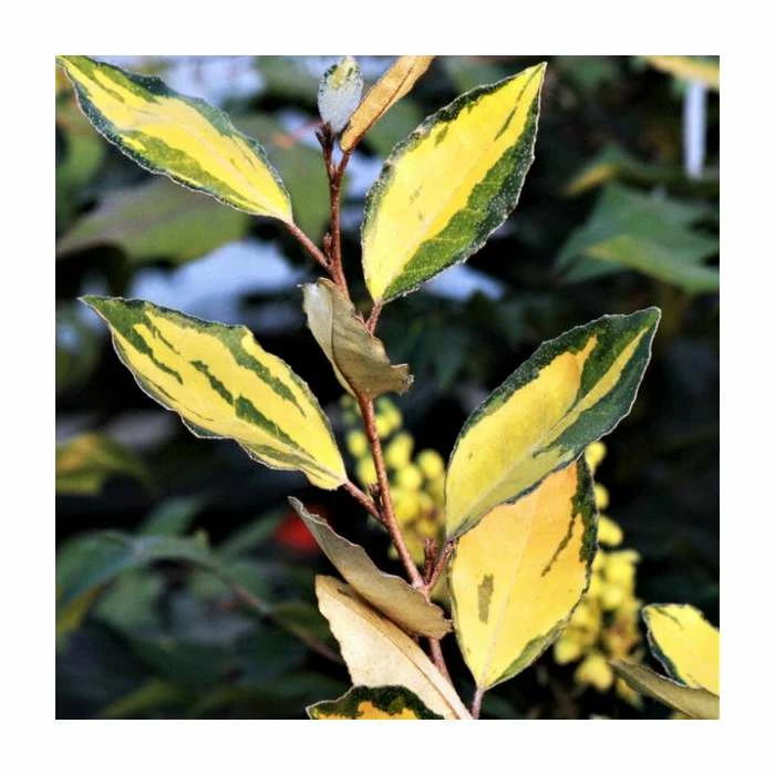 20-25cm Elaeagnus ebbengei 'Coastal Gold' | 17cm Pot - Image 2