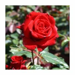 'Happy Ruby Wedding' Bush Rose - 5.5L Pot