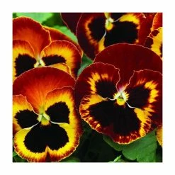 Pansy Jumbo 'Fire' | 10.5cm Pot