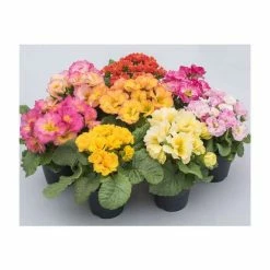 'Idylly' Primrose Mix | 3 x 10.5cm Pots