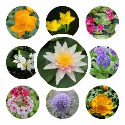 Medium Ornamental Colour Pond Plant Collection 3x 1L Pots