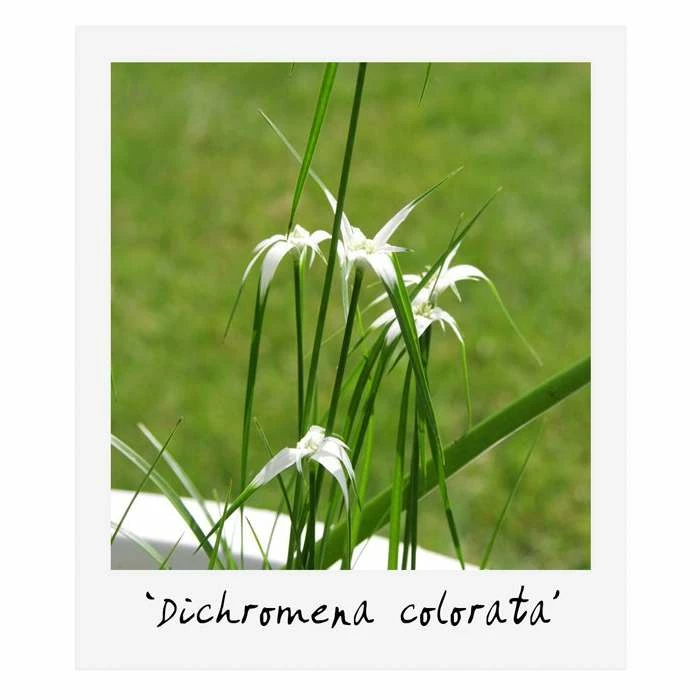 Large Ornamental Colour Pond Plant Collection 4x 3L Pots - Image 3