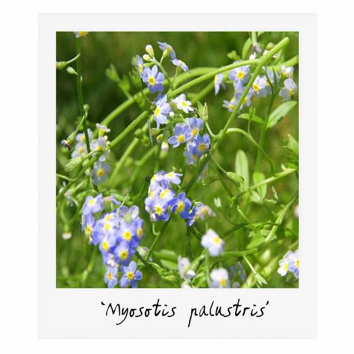 Large Ornamental Colour Pond Plant Collection 4x 3L Pots - Image 4