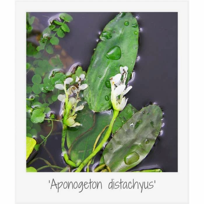 Large Ornamental Colour Pond Plant Collection 4x 3L Pots - Image 7