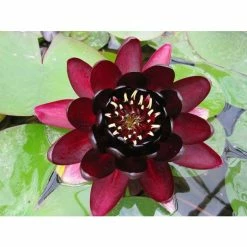Nymphaea Black Princess 3 ltr Premium