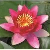 Nymphaea Vesuve 3 ltr