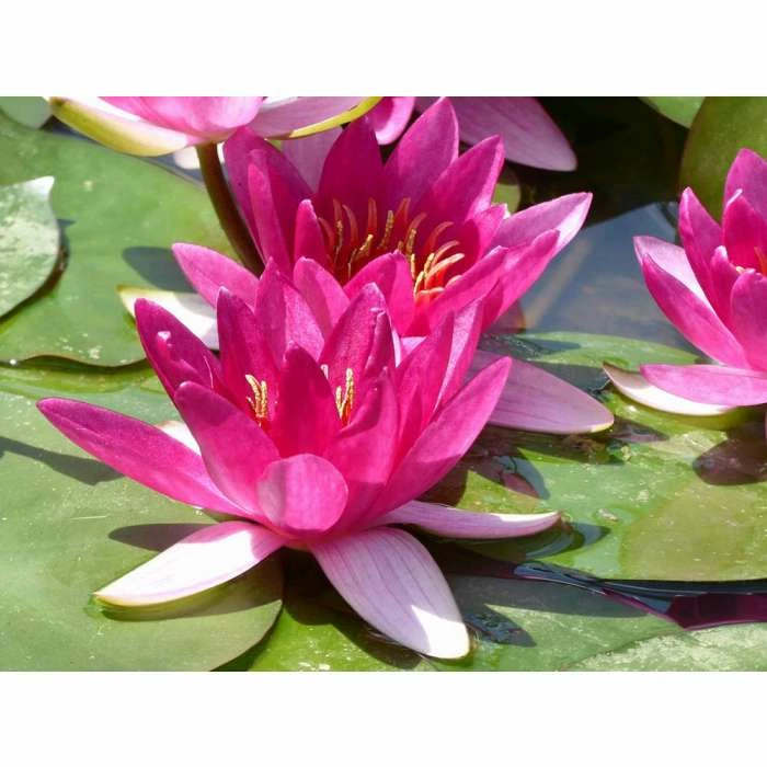 Nymphaea Xiafei 2 ltr