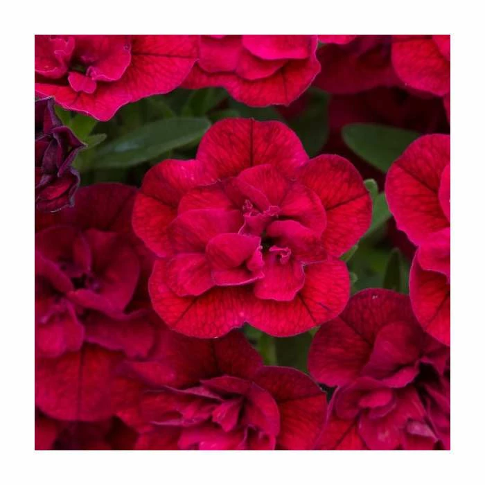 Calibrachoa 'Can-Can Double Red' | Pack of 5 Plug Plants - Image 3