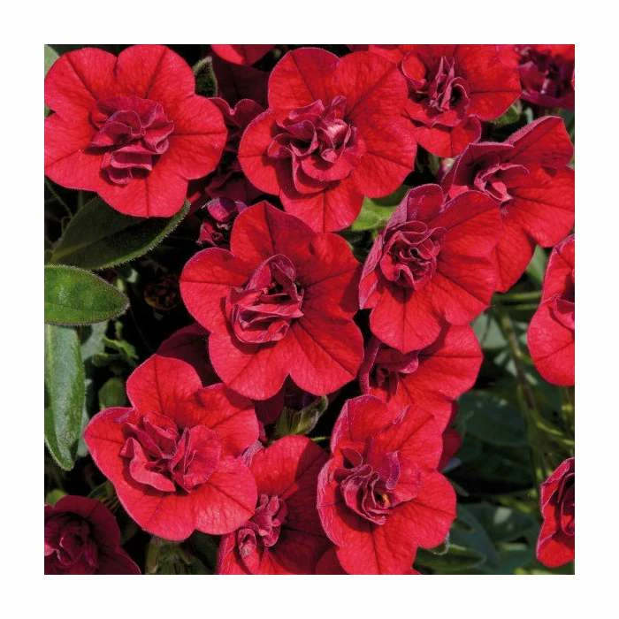 Calibrachoa 'Can-Can Double Red' | Pack of 5 Plug Plants