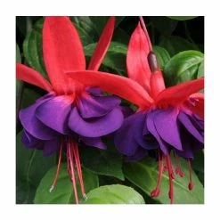 Fuchsia Southern Belles 'Voodoo' | Bedding | 5 x Large Plugs