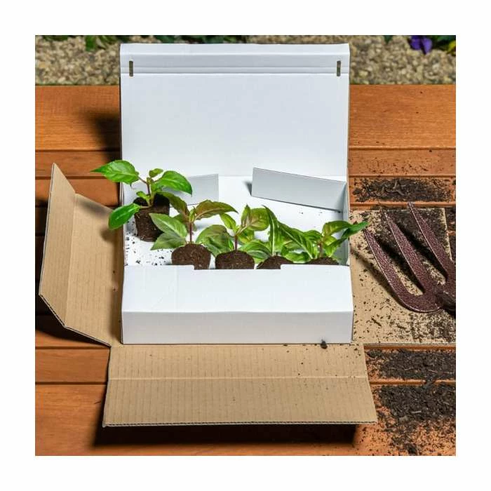 Upright Fuchsia 'Dark Eyes' | Pack of 5 Plug Plants - Image 2