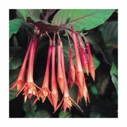 Upright Fuchsia 'Koralle'| Pack of 5 Plug Plants