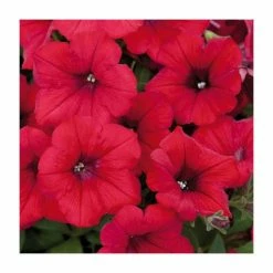 Petunia Surfinia® 'Deep Red' | Bedding | 5 x Large Plugs
