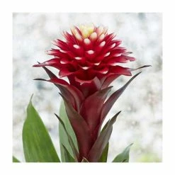 40-50cm Bromeliad | Guzmania Francesca | 13cm Pot