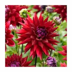 Dahlia 'Wittemans Best' | 3L Pot