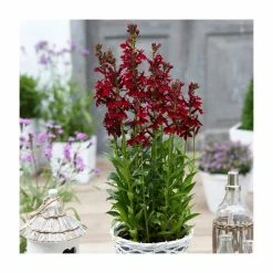 Lobelia 'Starship Burgundy' | 3L Pot