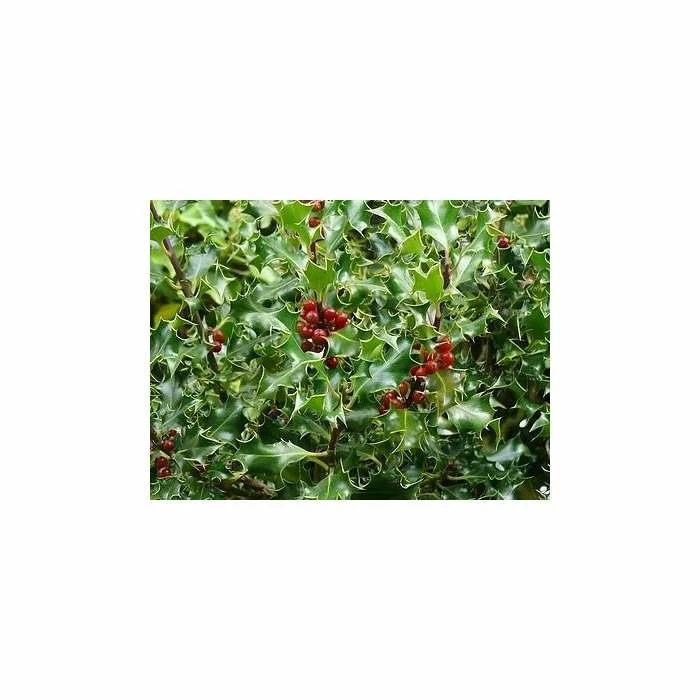 30cm Common Holly | Ilex aquifolium | 9cm Pot