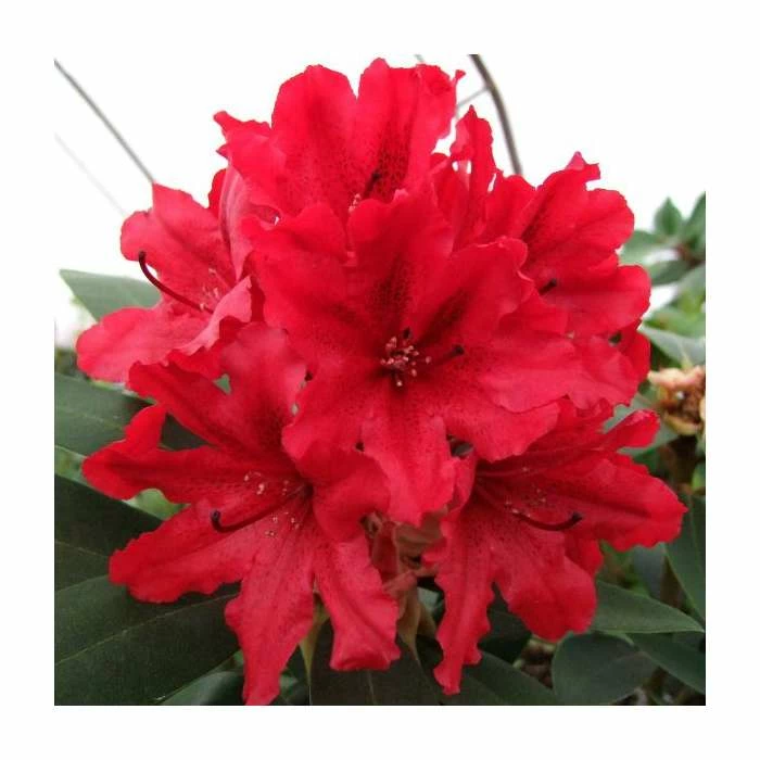 2ft Rhododendron 'Tarragona' | 7.5L Pot