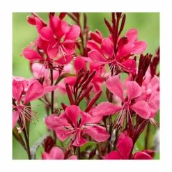Gaura lindheimeri 'Gaudi Red' | 3L Pot
