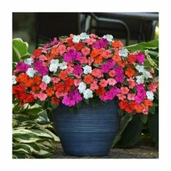 Impatiens 'Beacon' Mix | 20 Pack | Garden Ready Bedding