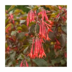 Fuchsia 'Gartenmeister' | 10.5cm Pot