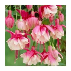 Fuchsia 'El Camino' | 10.5cm Pot