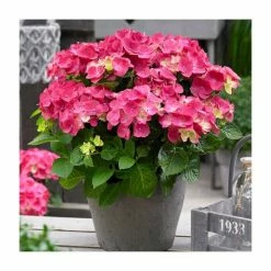 Hydrangea Forever & Ever | White and Red Mix | 5L Pot