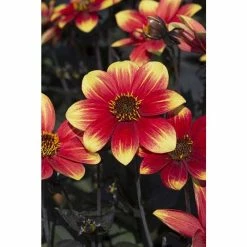 Dahlia Happy Days® 'Red Yellow Bicolour' | Bedding | 5 x Large Plugs