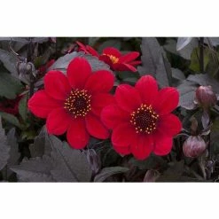 Dahlia Happy Days® 'Red' | Bedding | 5 x Large Plugs