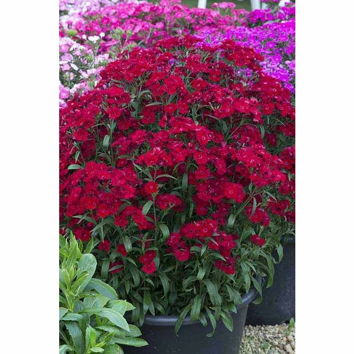 Dianthus x barbatus interspecific Scented Rockin' 'Red' | Perennial | 5 x Large Plugs