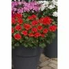 Geranium Macarda® 'Orange' | Bedding | 5 x Large Plugs