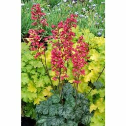 Heuchera x hybrida 'City™ Paris' | Flowering Varieties | Perennial | 5 x Large Plugs