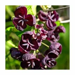 50-90cm Chocolate Vine | Akebia Quinata | 3L Pot