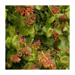 50-90cm Lonicera x Brownii 'Dropmore Scarlet' | 3L Pot