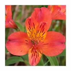Peruvian Lily | Alstroemeria 'Dukes Louis' | 3L Pot
