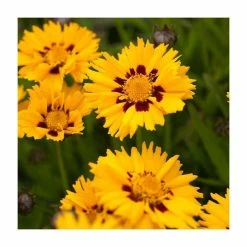 Coreopsis grandiflora 'Yellow Red' | 10.5cm Pot