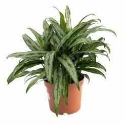 Aglaonema 'Pincel' | Chinese Evergreen