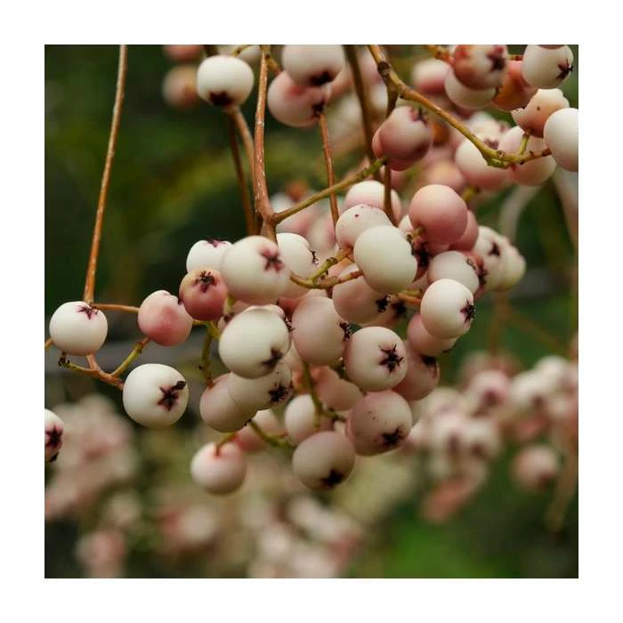 Sorbus cashmiriana | Rowan Tree