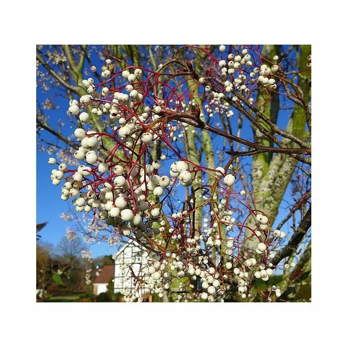 Sorbus cashmiriana | Rowan Tree - Image 2