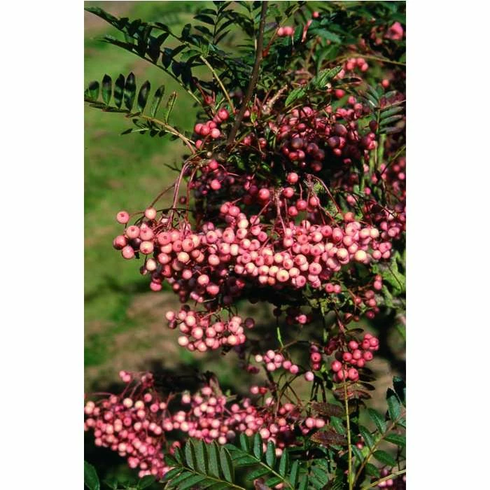 Sorbus vilmorinii | Rowan Tree - Image 3