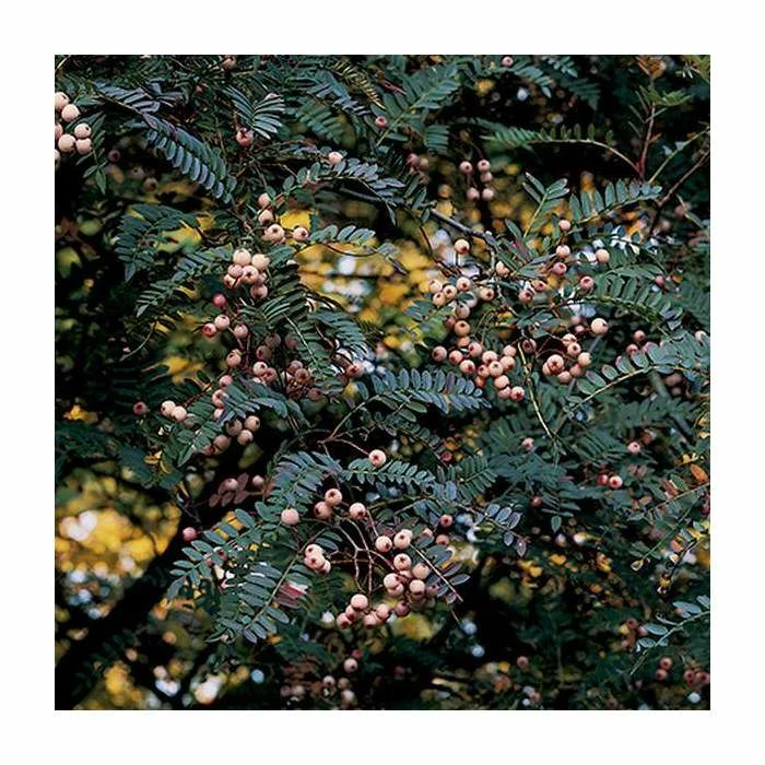 Sorbus vilmorinii | Rowan Tree - Image 4