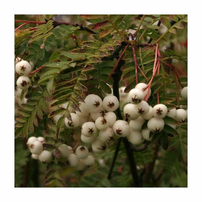 Sorbus vilmorinii | Rowan Tree - Image 5