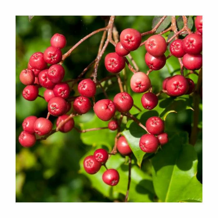 Sorbus vilmorinii | Rowan Tree - Image 6