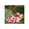 Sorbus vilmorinii | Rowan Tree