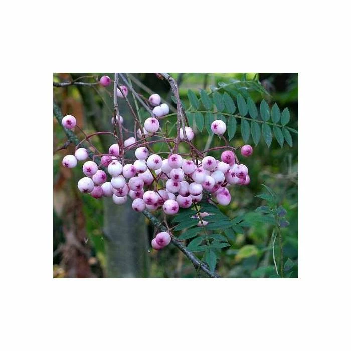 Sorbus vilmorinii | Rowan Tree - Image 2