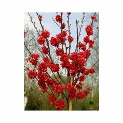 Prunus persica taoflora Red | Red Flowering Peach Tree | 10L Pot | 120-150cm