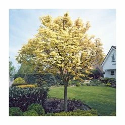 Acer pseudoplatanus 'Brilliantissimum' | Sycamore Tree | 12L Pot | 150-180cm | By Frank P Matthews