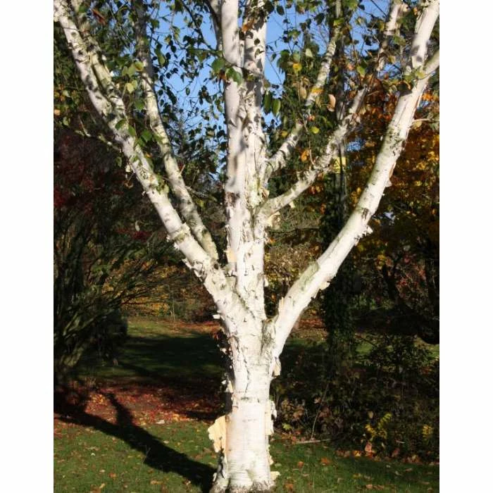 Betula utilis var. jacquemontii 'Snow Queen' | Himalayan Birch Tree | 12L Pot | 150-180cm | By Frank P Matthews - Image 3
