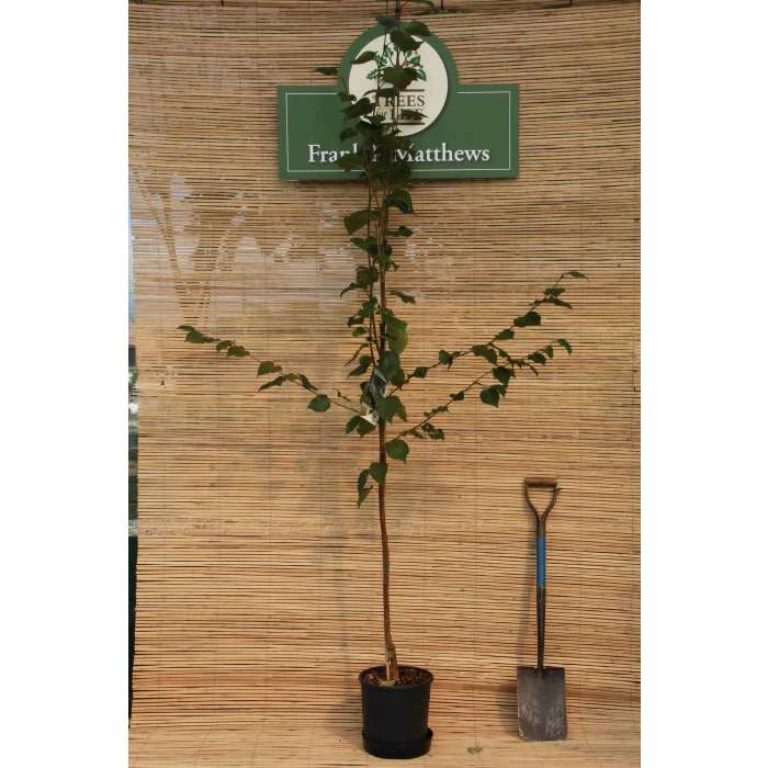 Betula utilis var. jacquemontii 'Snow Queen' | Himalayan Birch Tree | 12L Pot | 150-180cm | By Frank P Matthews - Image 2